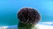 Mediterranean Sea Creatures -  Sea urchin